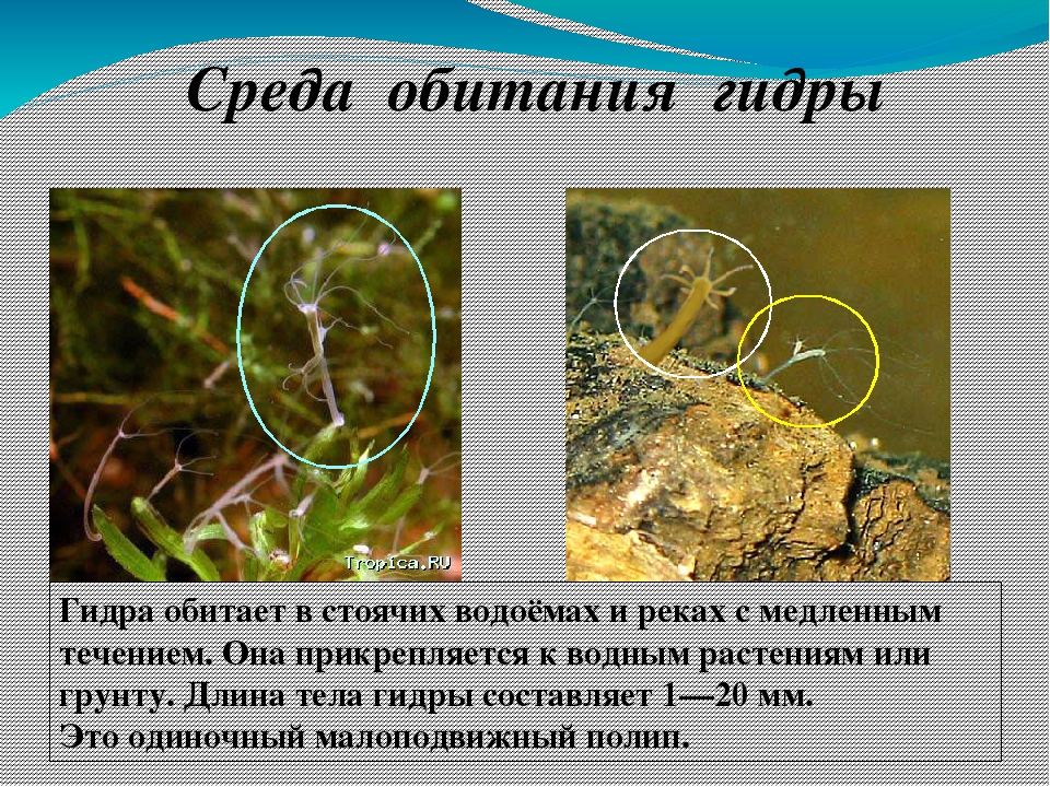 Кракен даркнет скачать